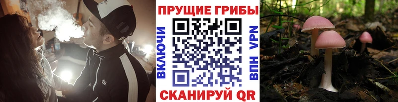 Галлюциногенные грибы прущие грибы  Новоржев 